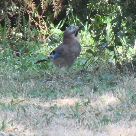 Holiday home La Petite Pataudiere