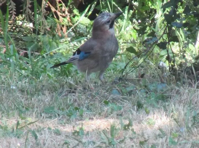 Prázdninový dům La Petite Pataudiere